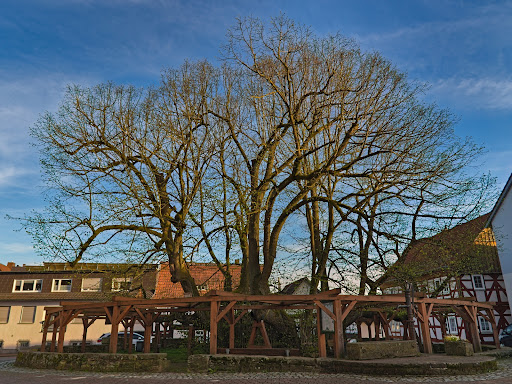 Schenklengsfelder Dorflinde