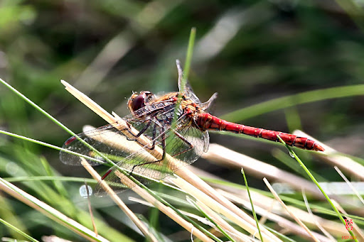 RSPB Ouse Fen Reserve - Thumbnail