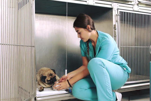 Veterinaria Ecopet