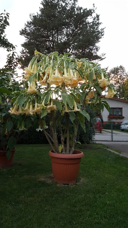 7 Rozes, stādaudzētava