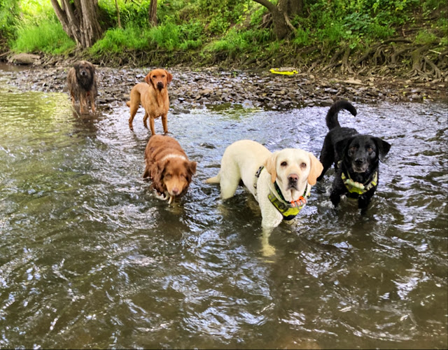 Hundetraining & Gassiservice Weimar photo