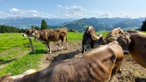 Alpe Vorderkrumbach - Thumbnail