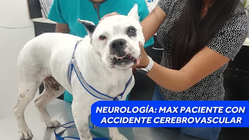CENTRO VETERINARIO PUEBLA (Hospital Veterinario en Puebla)