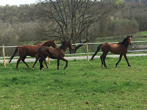 Photo n°13 de Les Écuries de Lôo à Sauveterre-de-Comminges (Pension pour chevaux)