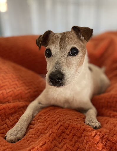 Enid Pet Hospital Gallery - United States
