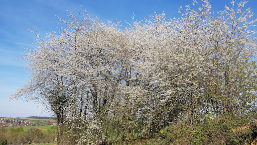 Alte Kirschbäume - Thumbnail