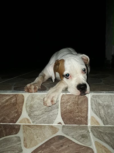 Photos of Veterinaria el Guamo