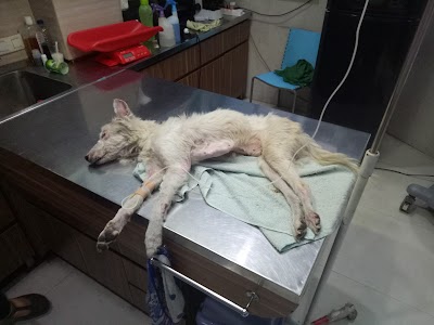 veterinary-care