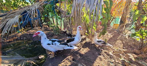 Rancho María Isabel - Thumbnail