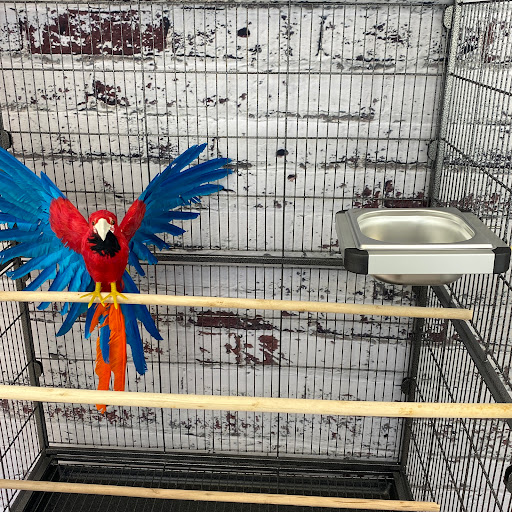 Parrots Nature - Thumbnail