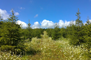 Photo n°5 de Pépinières d'altitude PUTHOD à Glières-Val-de-Borne (Paysagiste)