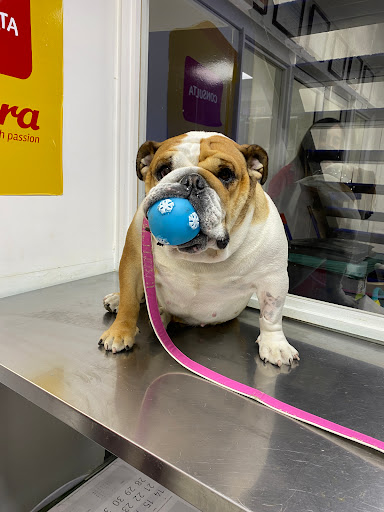 Centro Animal Concepción