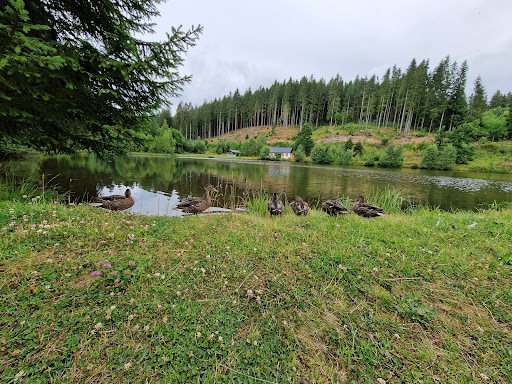 Thierteich - Visual
