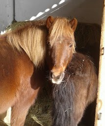 Photo n°5 de La colline aux poneys à Saint-Germain-des-Grois (Centre équestre)