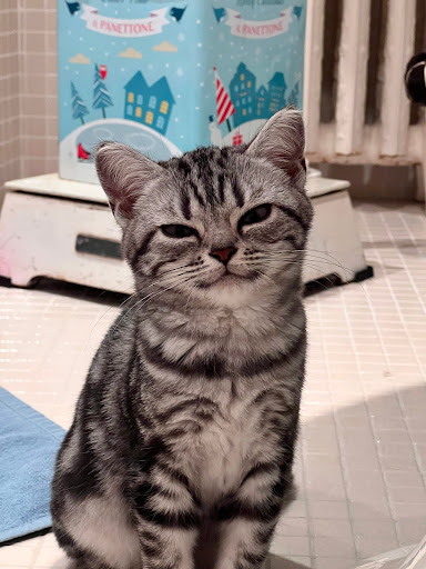 Chatterie Dicxiland: élevage chatons Scottish Fold, British, American Shorthair, Pedigree Gallery - France