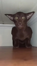 Photo n°2 de Snotik à Clermont-Ferrand (Concessionnaire de voiturettes de golf)