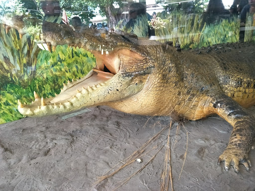CROCODILE DUNDEE STUFFED WATER BUFFALO Logo
