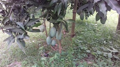 Photos of Alfie's Mango Garden