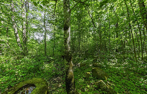 Šauklių senovės kulto vieta