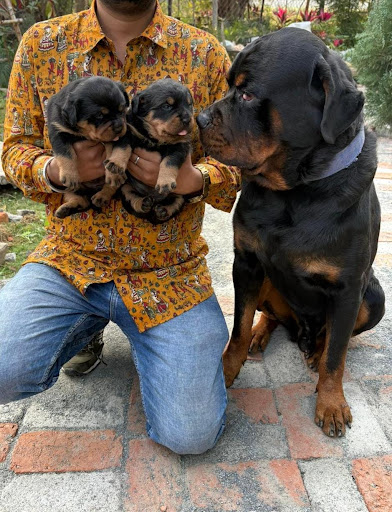 Top quality rottweiler puppies available in Lucknow for more details please call or whatsapp me... post image