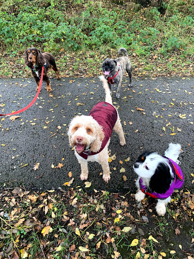 Selby Pet Sitters & Dog Adventures - Thumbnail