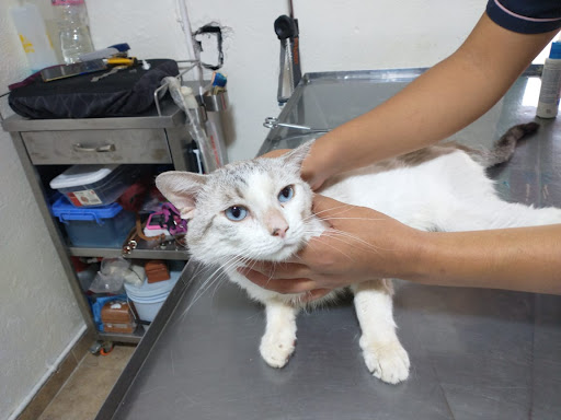 Clínica veterinaria campo verde