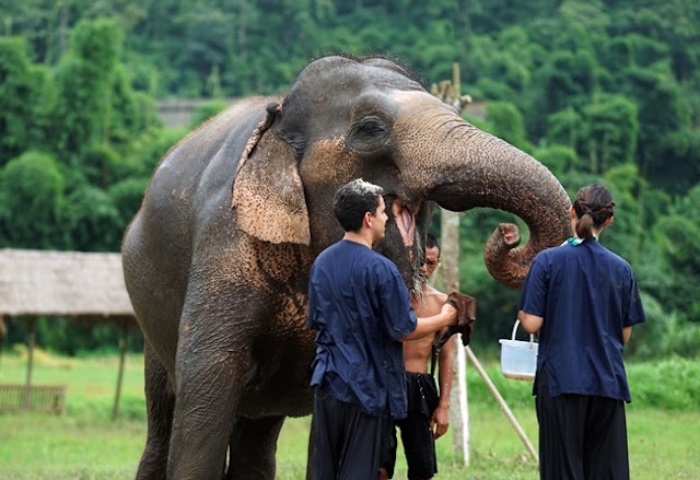 Lanna Kingdom Elephant Sanctuary