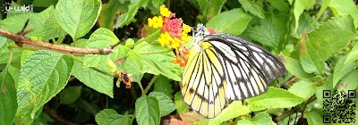 Photos of U-Wild Holidays SL (Pvt) Ltd.