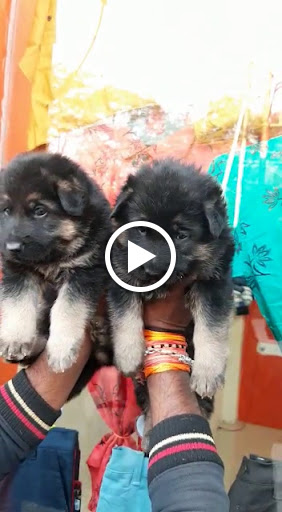 🐺 German shepherd male puppy available for sale in indore mp. post image