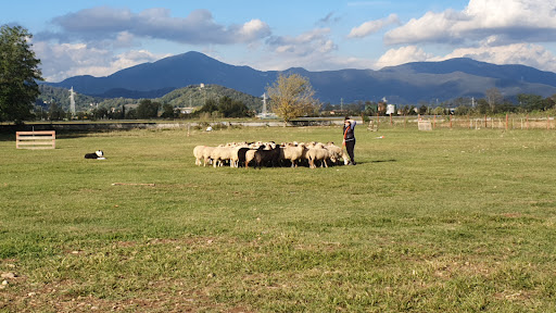 Bordersheep - Visual