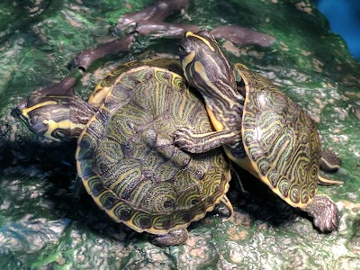 Photos of Pet Kingdom