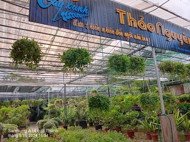 Cây Xanh Thảo Nguyên by null