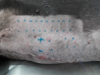 Photos of Shelter Veterinary Clinic
