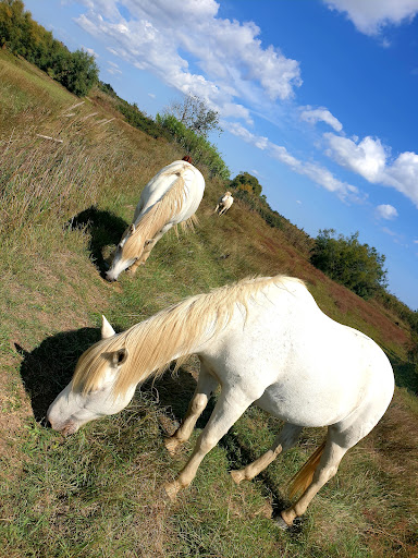 Visite Manade Camargue Camargu'oustau - ARLES - Thumbnail