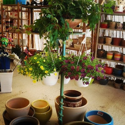 Photos of Nursery grouping Merhavia