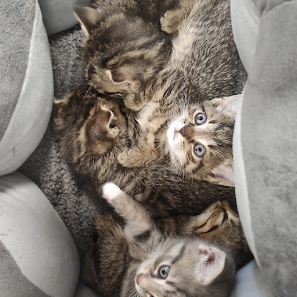 Hauskatze