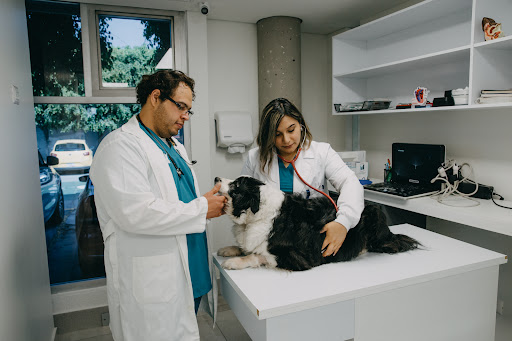 Hospital Veterinario de Puebla Unidad Recta 24/7
