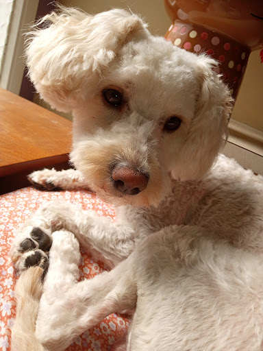 Pooch N Purr - United States