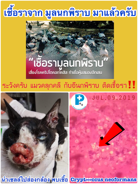 à¹‚à¸£à¸‡à¸žà¸¢à¸²à¸šà¸²à¸¥à¸ª à¸•à¸§ à¸«à¸¡à¸­à¸žà¸¥à¸­à¸¢
