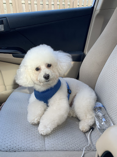Adorable Dog - Thumbnail