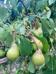 Photo n°37 de Le Jardin de Marie - Hébergement maison d'hôtes Sancerre à Neuilly-en-Sancerre (Hôtel)
