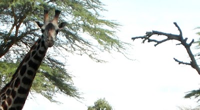 Photos of Lake Naivasha Hippo Camp & Wildlife Sanctuary