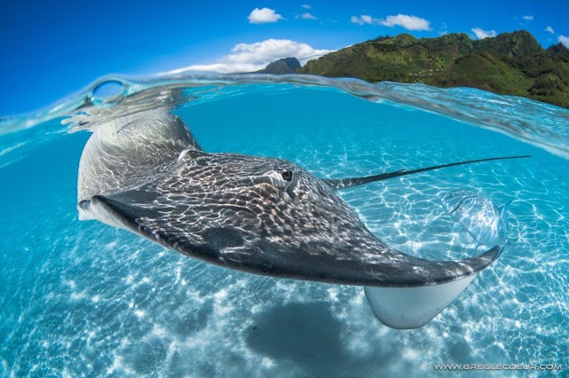TOPDIVE Bora Bora