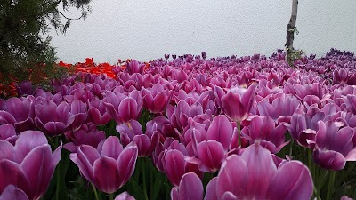 Photos of Zarafshan Flowers
