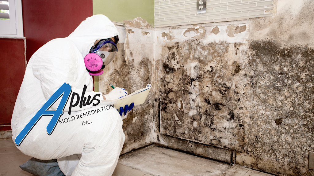 A Plus Mold Remediation Inc. photo