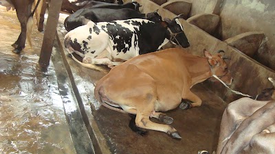 Photos of Alif Dairy Farm