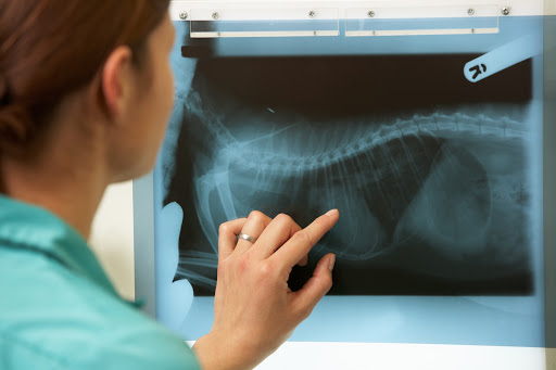 Veterinary practice Fellner GmbH - Thumbnail