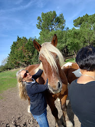 Photo n°15 de APAC - Association de Protection des Ânes et des Chevaux à Le Château-d'Oléron (Association pour la protection des animaux)