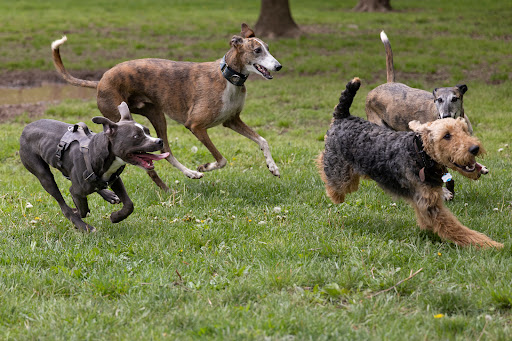 Ballenger Creek Dog Park - Thumbnail