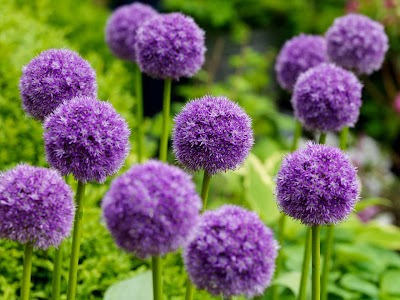 Photos of Reems Creek Nursery